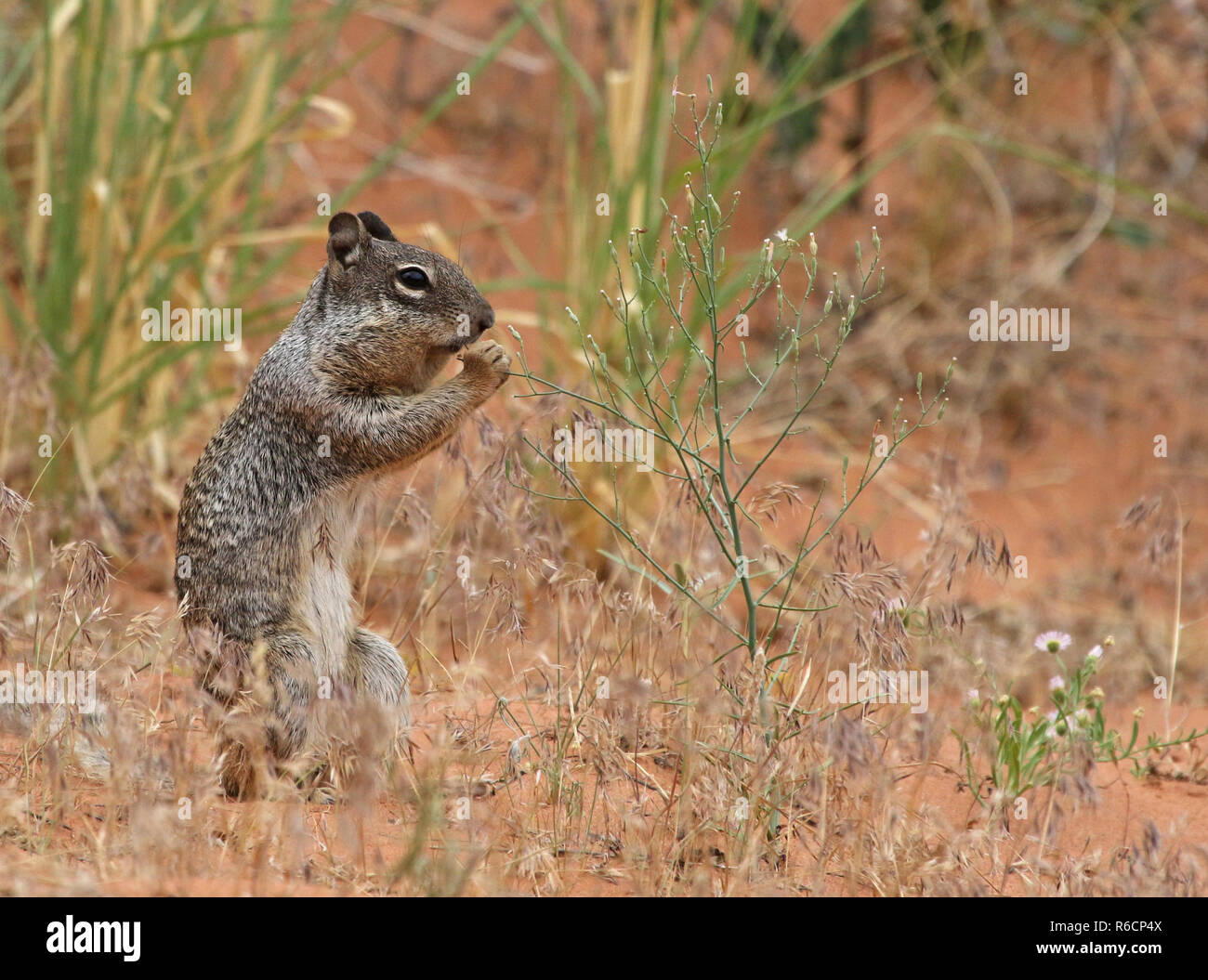 A Rock Squirrel (Otospermophilus variegatus) feeding on some weeds.  Shot in Arches National Park, Utah. Stock Photo