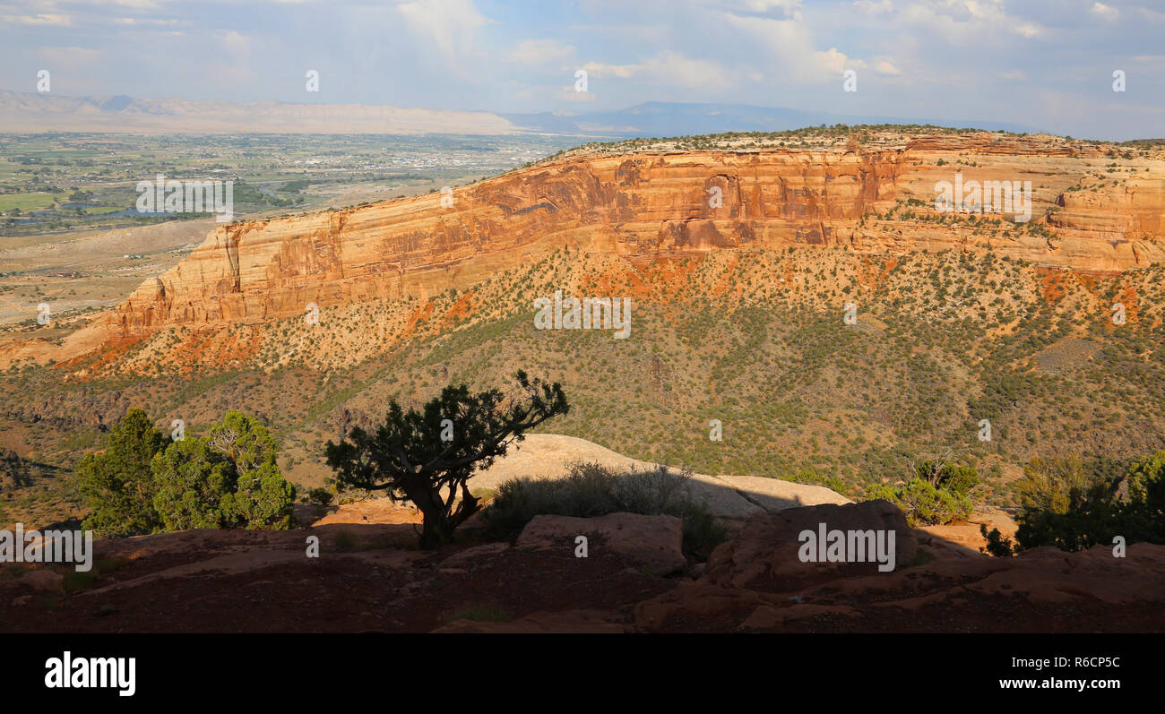 The silhouette of a pinion pine against the north end of wedding canyon with Grand Junction in the backgroud, shot in the Colorado National Monument,  Stock Photo