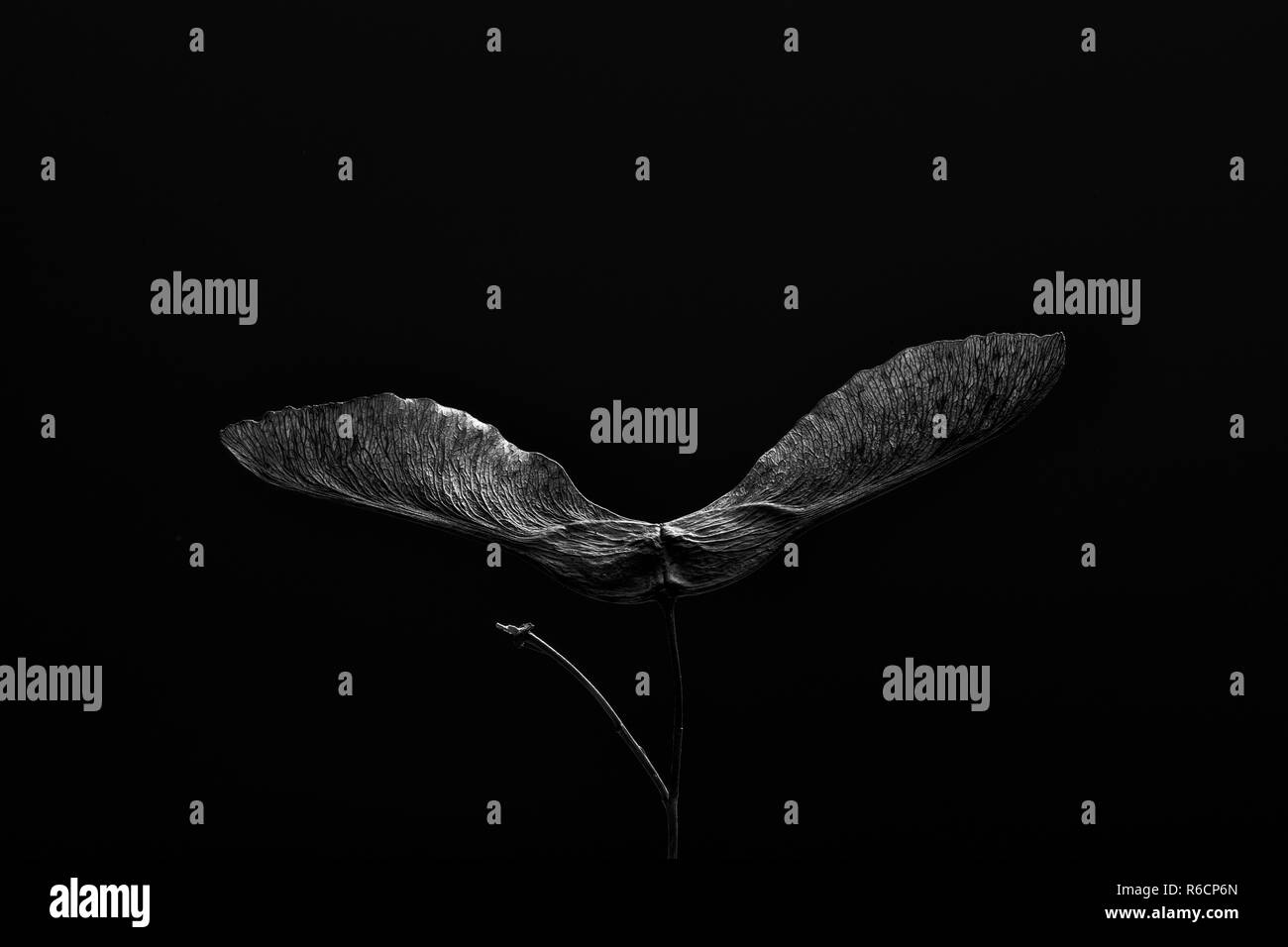 Detailed black and white close up of spinning sycamore leaf, black background Stock Photo