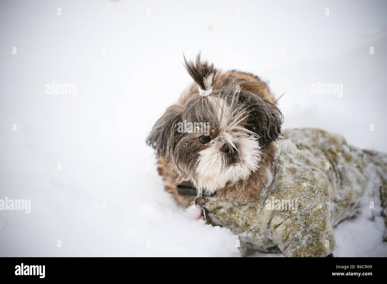 a little shih tzu dressed in overalls, lying in the snow. care for animals, and loves playing with the dog Stock Photo