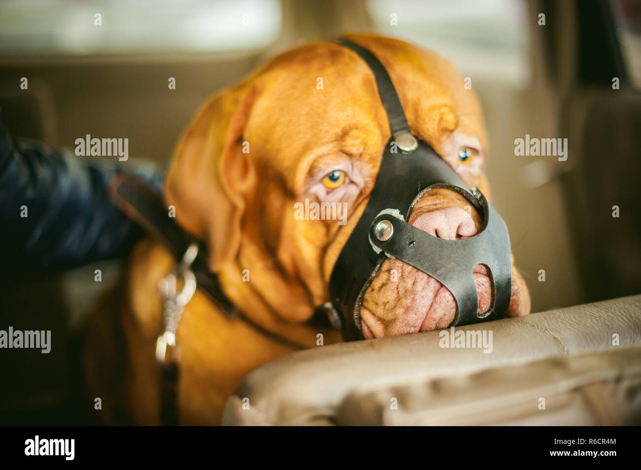 Dogue de Bordeaux is sitting in the car. Portrait of a big red dog