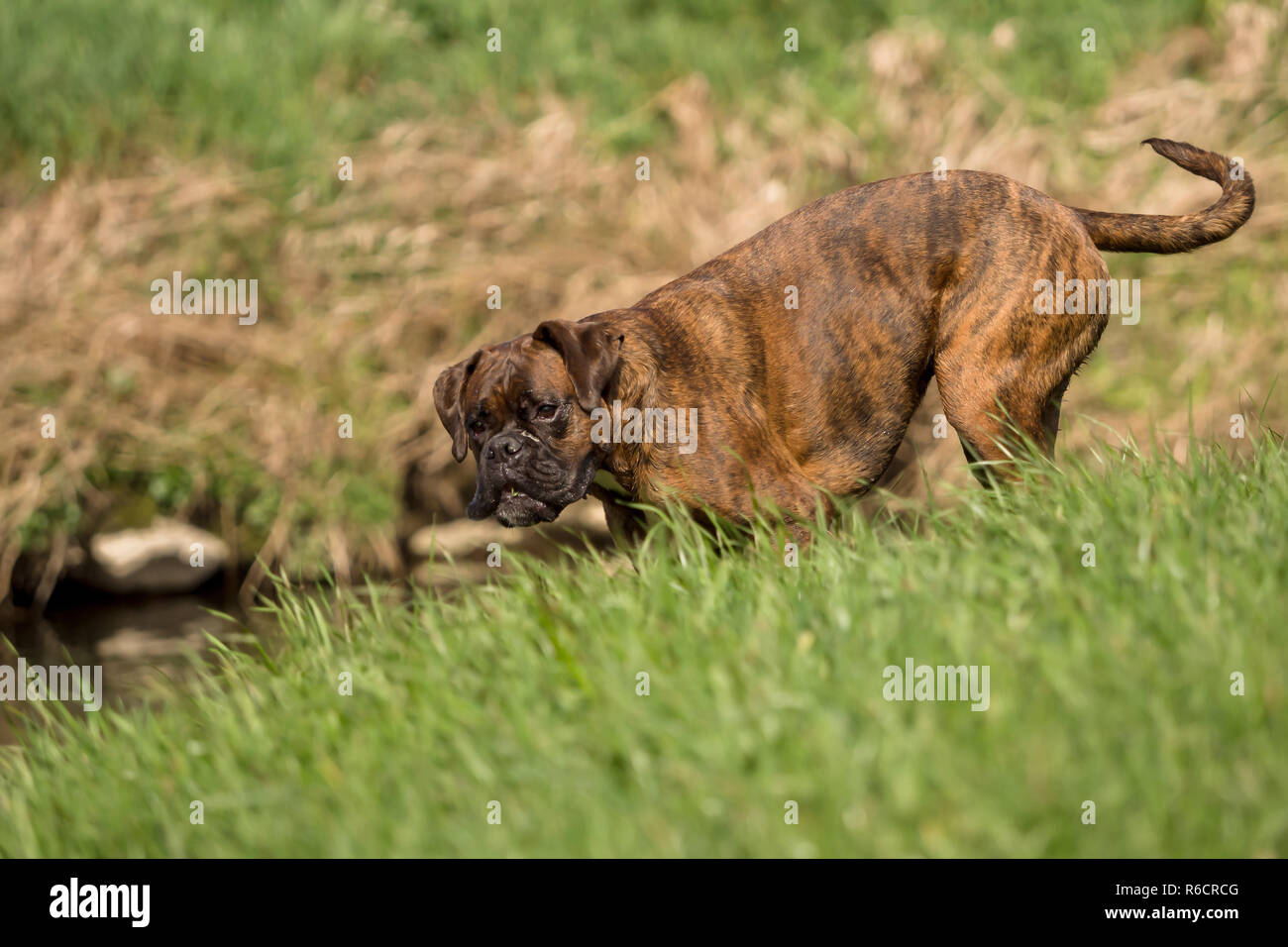 Boxers are playing outside in the meadow Stock Photo Alamy