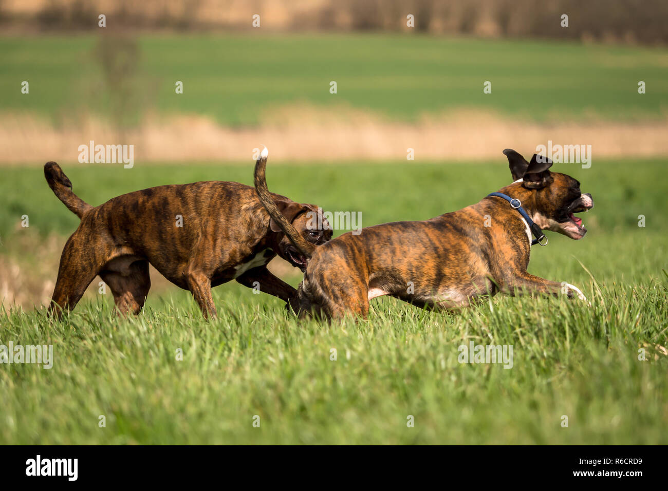 Boxers are playing outside in the meadow Stock Photo Alamy