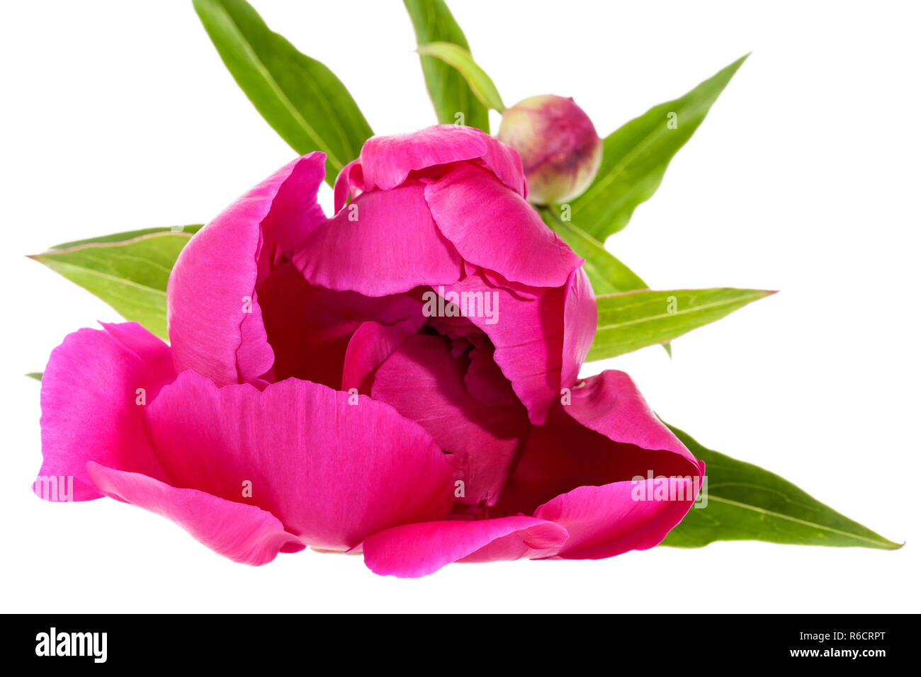 Single flower of pink peony isolated on white background Stock Photo ...