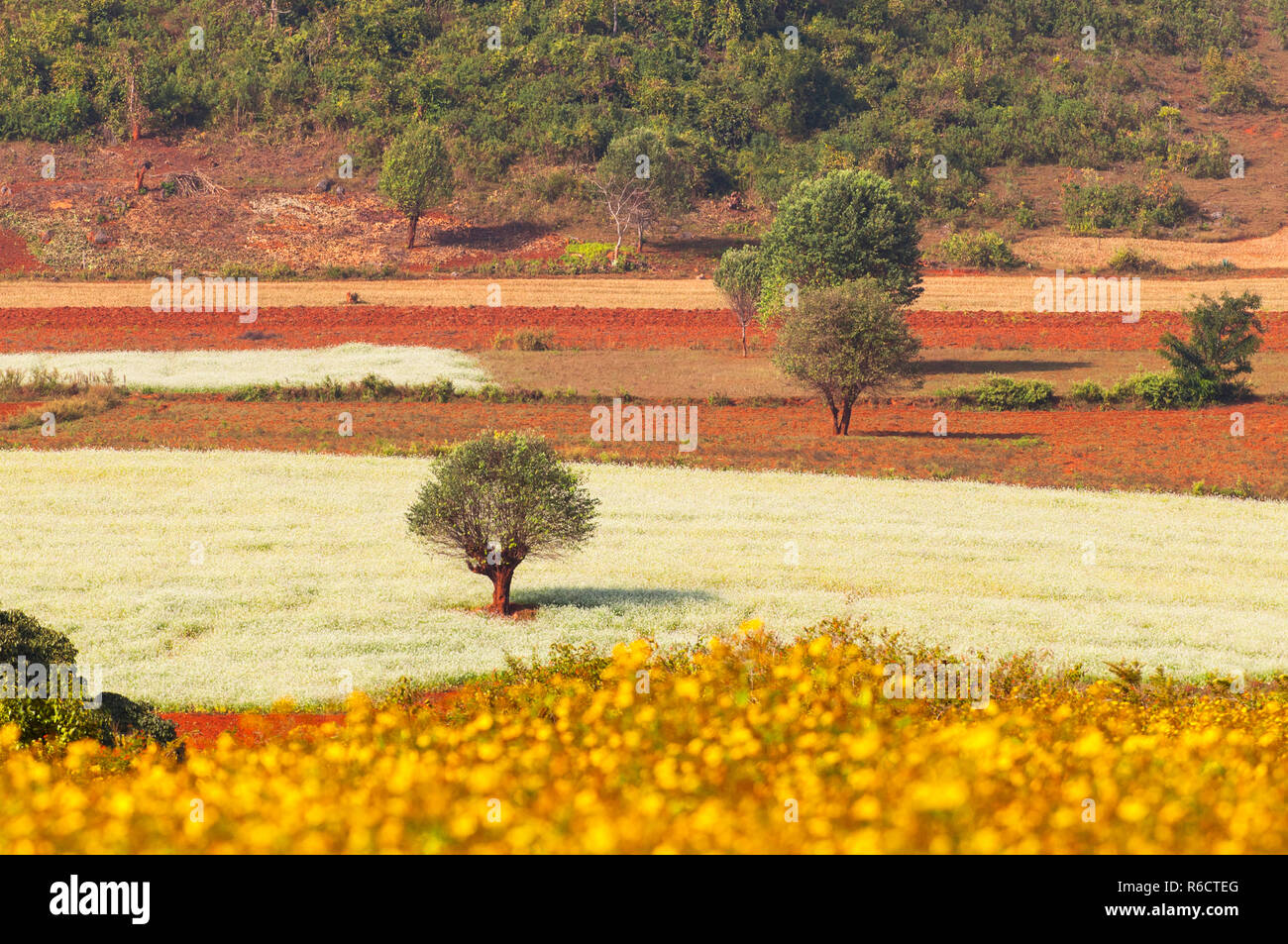 Beautiful Landscape Of Fields In The Shan State Of Burma Stock Photo