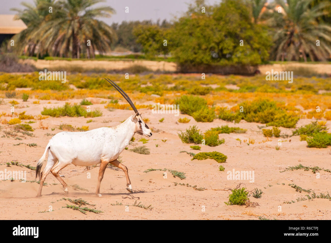 Qatar national animal hi-res stock photography and images - Alamy Qatar national animal hi-res stock photography and images - Alamy