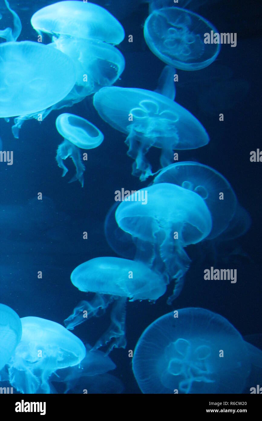 jellyfish Bioluminescence floating underwater Stock Photo - Alamy
