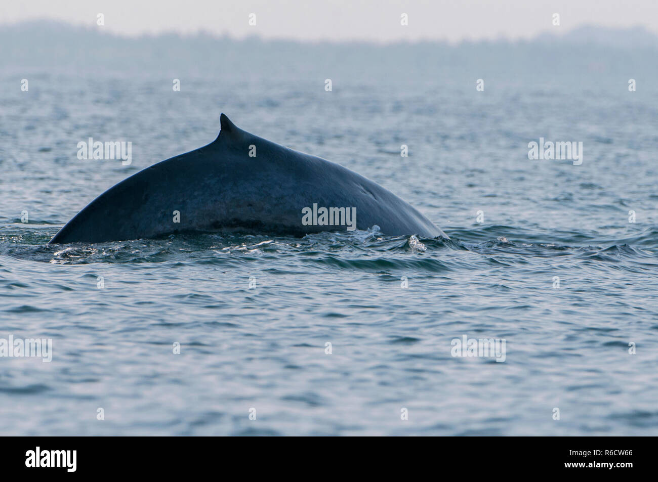 The Sperm Whale (Physeter Macrocephalus) Or Cachalot, Trincomalee, Sri Lanka Stock Photo