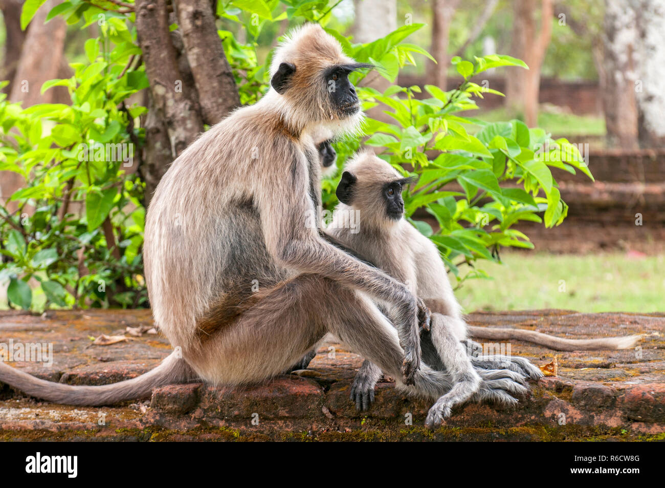 Gray Langurs Or Hanuman Langurs, The Most Widespread Langurs Of The Indian Subcontinent, Are A Group Of Old World Monkeys, Polonnaruwa, Sri Lanka Stock Photo