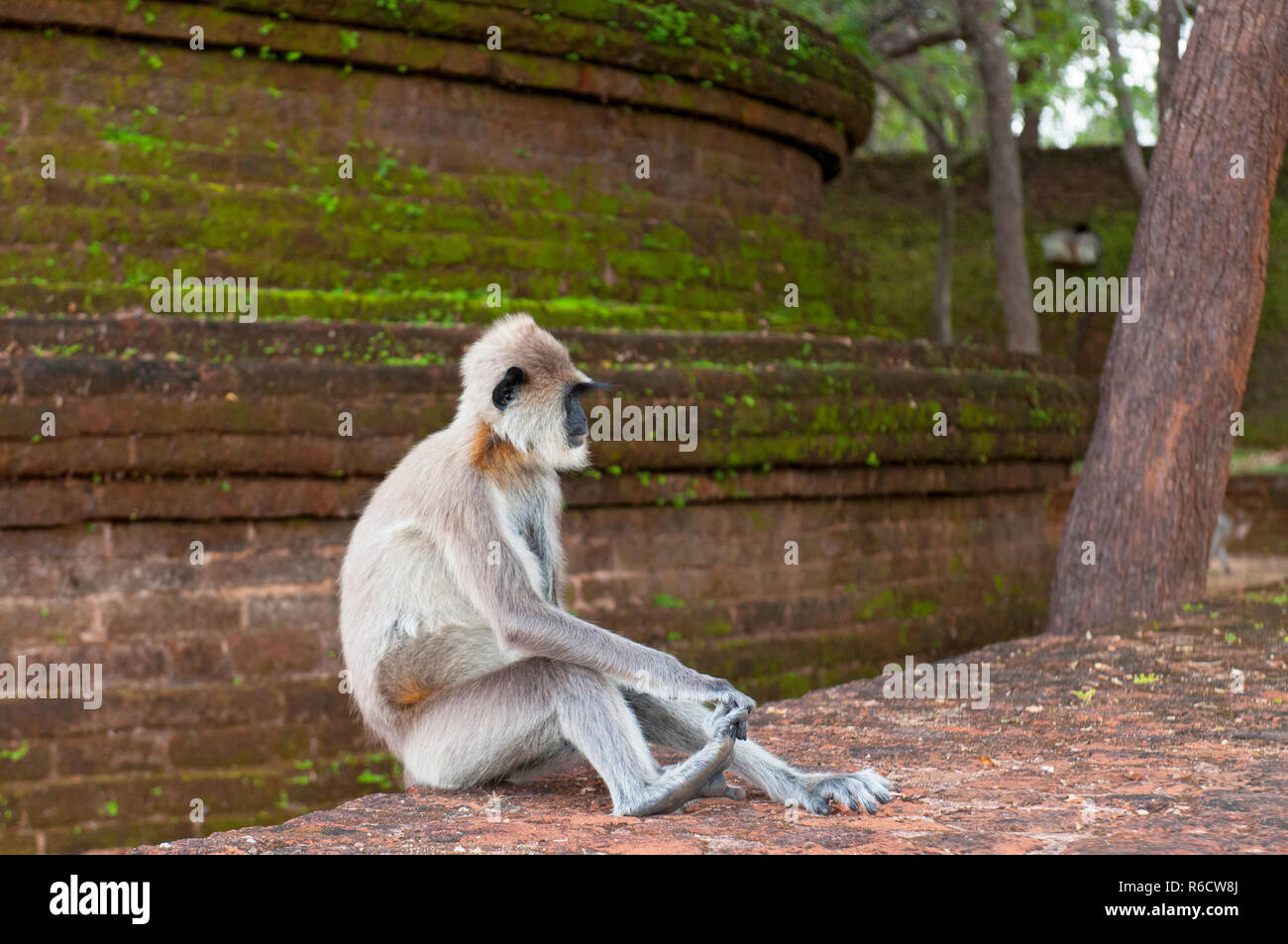 Gray Langurs Or Hanuman Langurs, The Most Widespread Langurs Of The Indian Subcontinent, Are A Group Of Old World Monkeys, Polonnaruwa, Sri Lanka Stock Photo