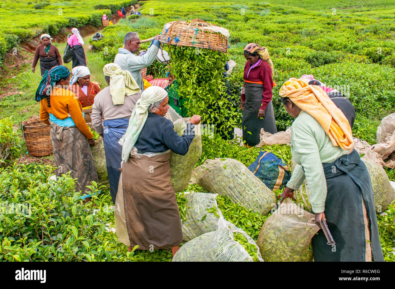 A Tamil Woman From Sri Lanka Breaks Tea Leaves On Tea Plantation With