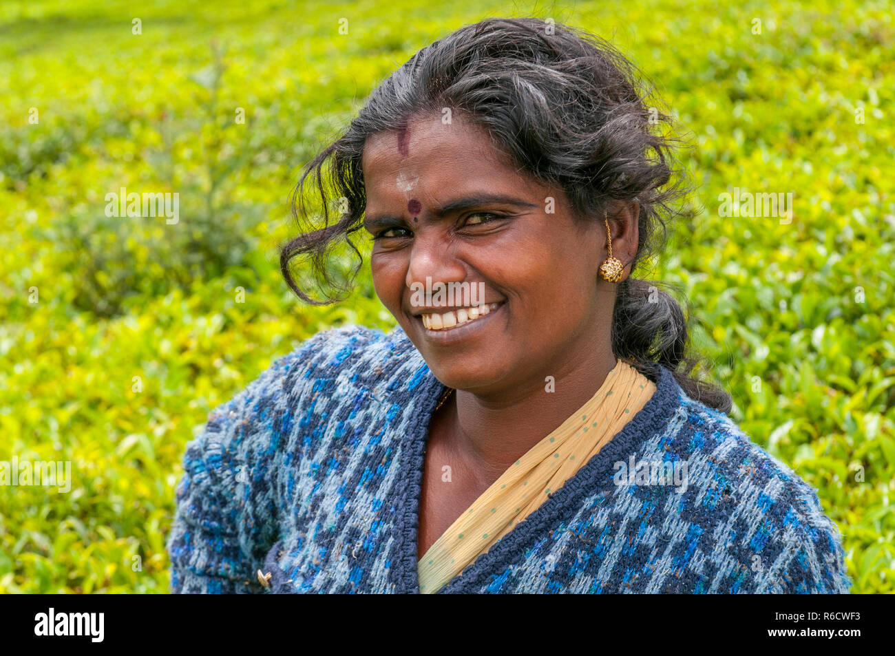 A Tamil Woman From Sri Lanka Breaks Tea Leaves On Tea Plantation With The Traditional Tea Plucking Method At Haputale, Sri Lanka Stock Photo