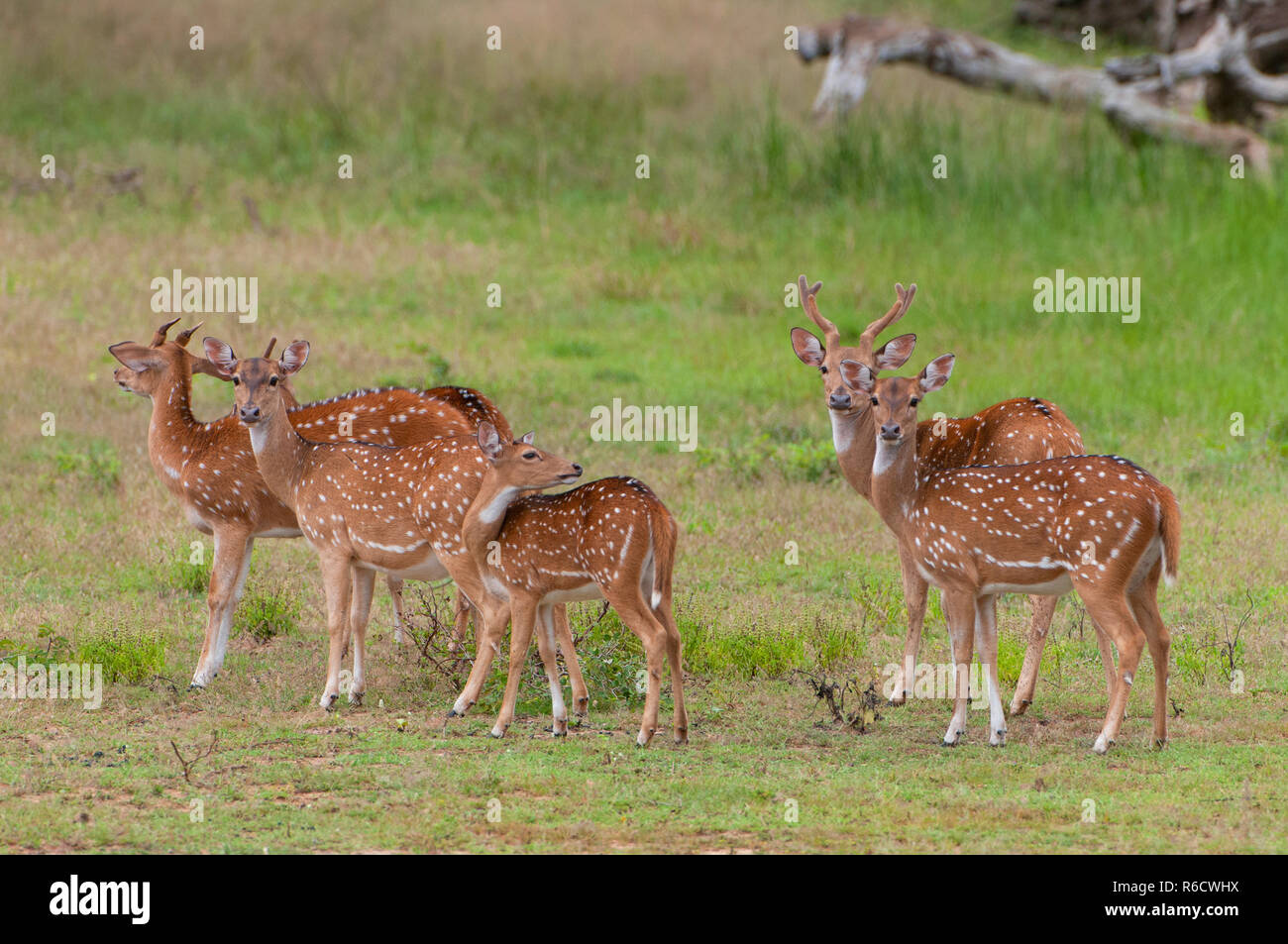 The Chital Or Cheetal (Axis Axis), Also Known As Spotted Deer Or Axis Deer, Yala National Park, Sri Lanka Stock Photo