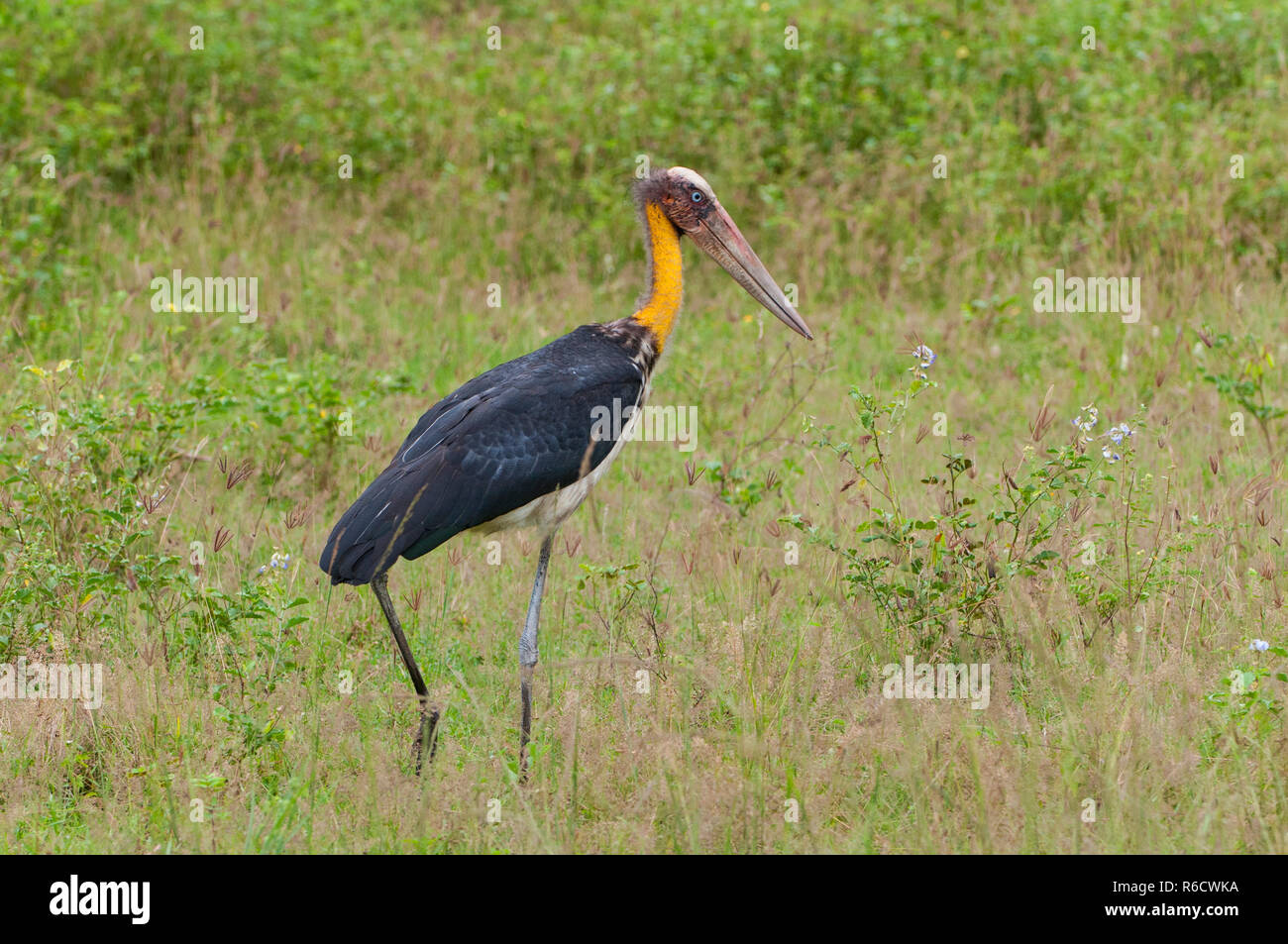 The Greater Adjutant (Leptoptilos Dubius) A Member Of The Stork Family, Ciconiidae Yala National Park, Sri Lanka Stock Photo