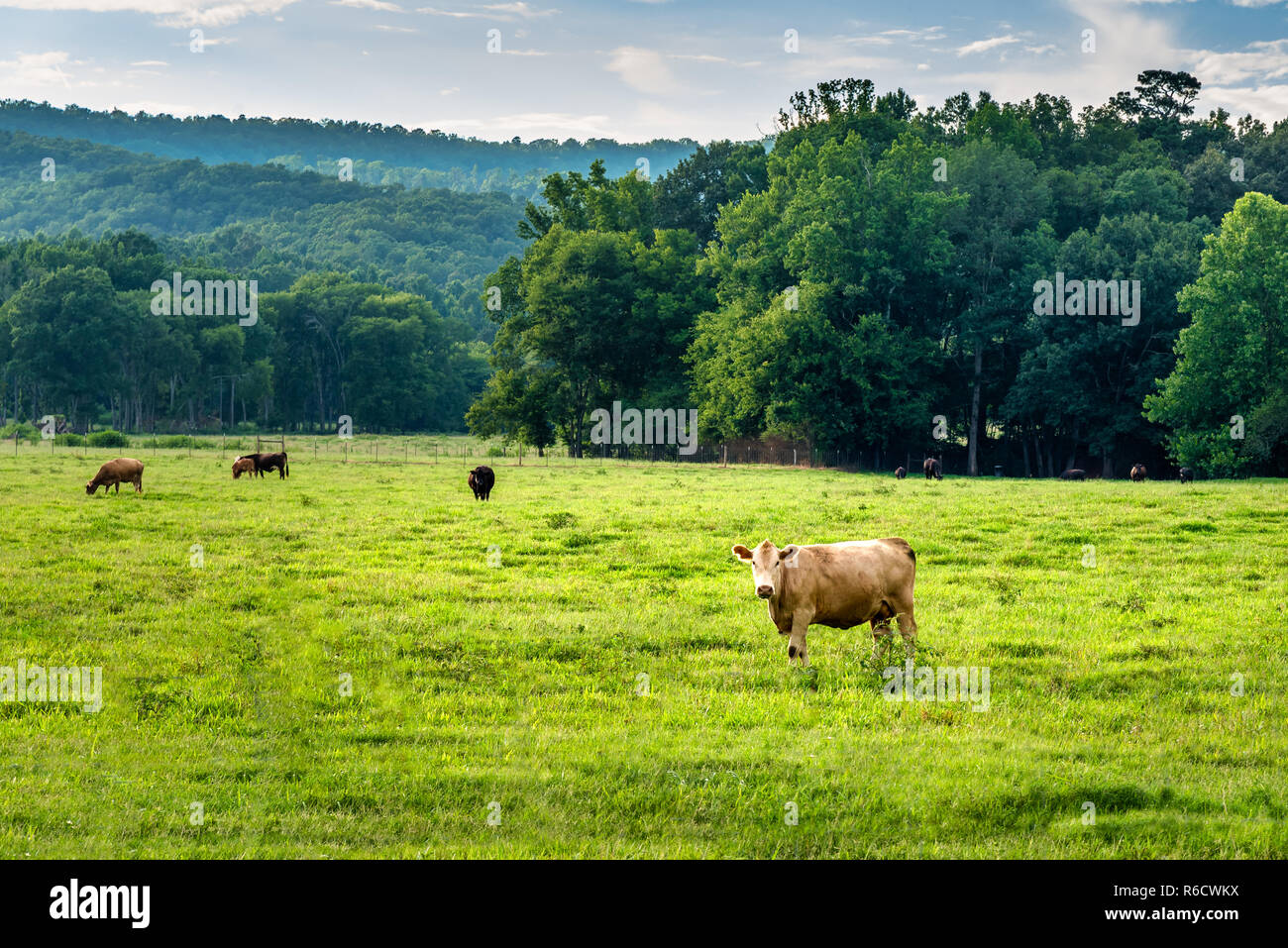 Cow staring at photographer in the suburbs of Georgia Stock Photo