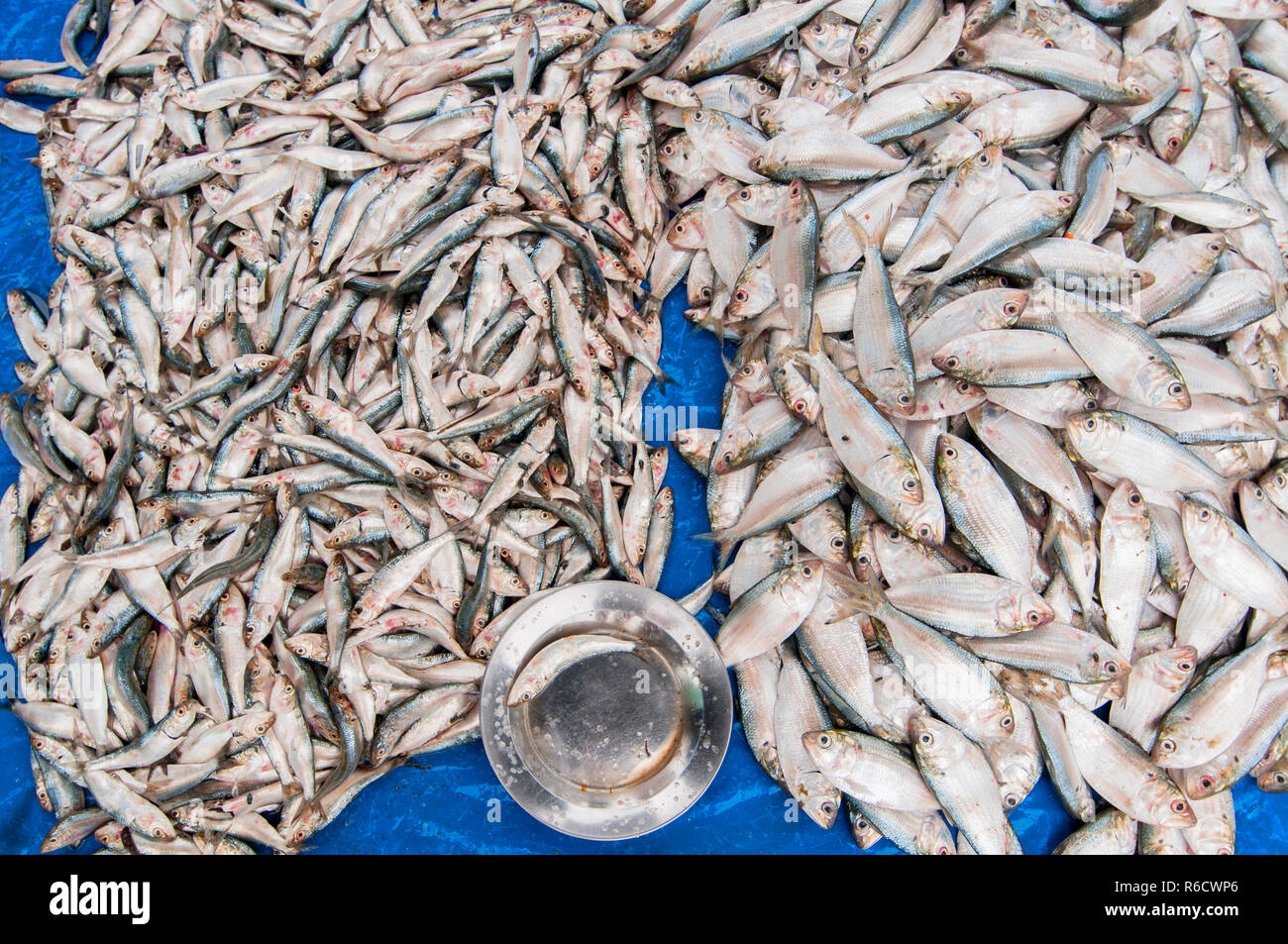 Fresh Fish On Display For Sale At A Local Fish Market In Galle, Sri