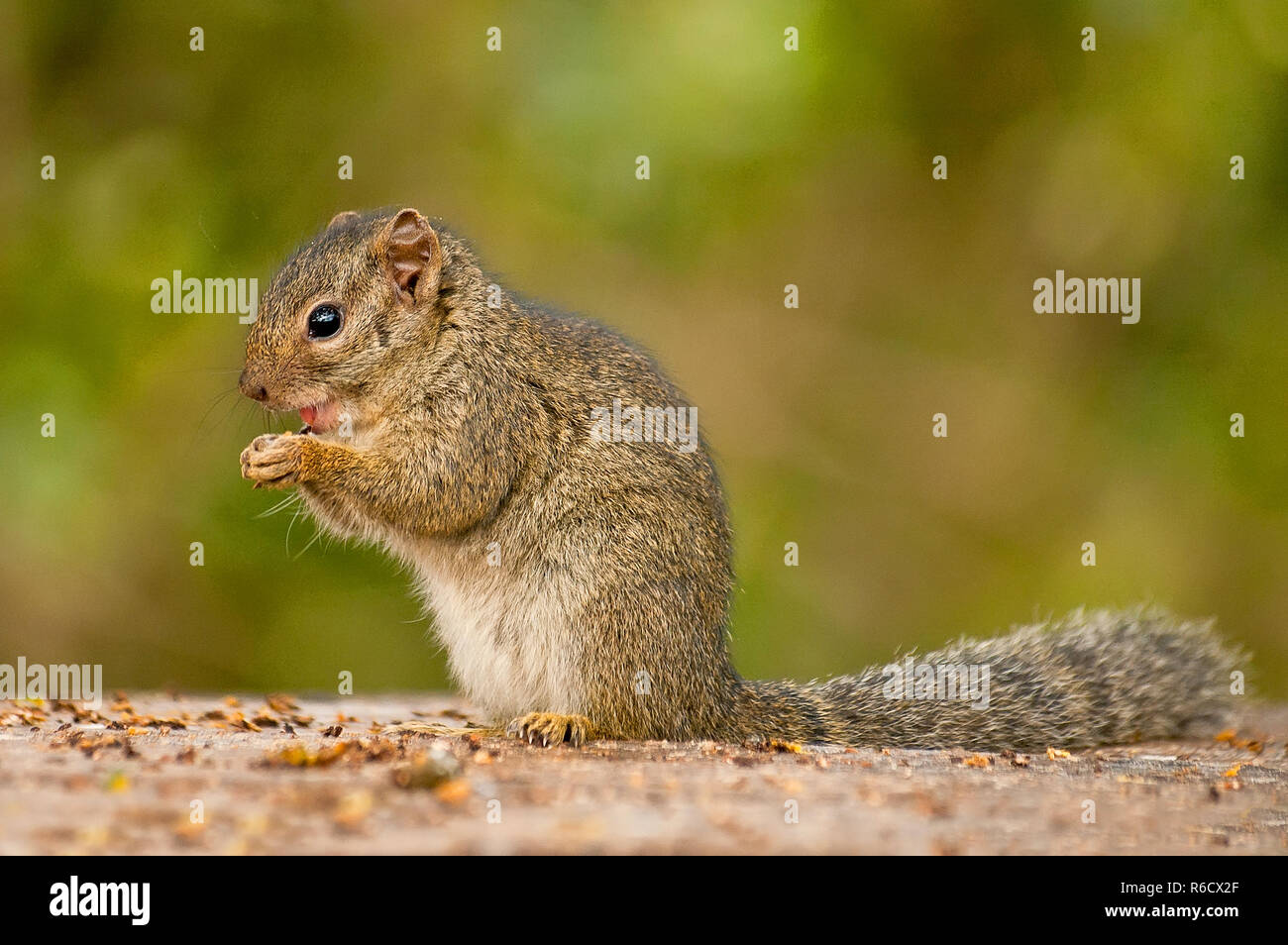 The African Bush Squirrels Are A Genus, Paraxerus, Squirrels Of The Subfamily Xerinae They Are Only Found In Africa Aberdare National Park, Kenya Stock Photo