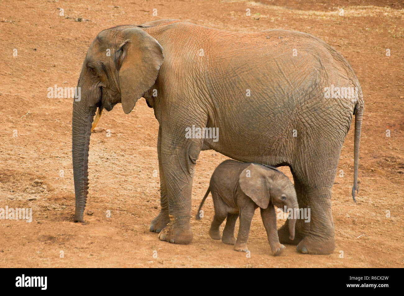 Young African Elephant (Loxodonta Africana) With Mother, Aberdare National Park, Kenya Stock Photo