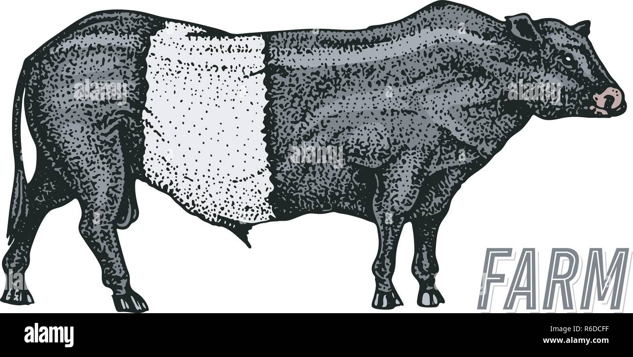 Farm cattle bull or cow. natural milk and meat. Different breeds of Farm domestic animal. Engraved hand drawn monochrome sketch. Vintage line art. Stock Vector