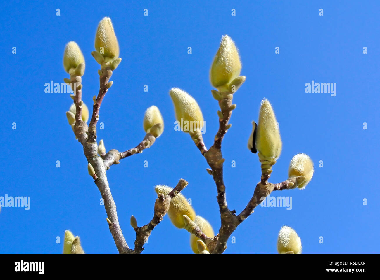 Magnolia Buds Before Blooming Stock Photo Alamy