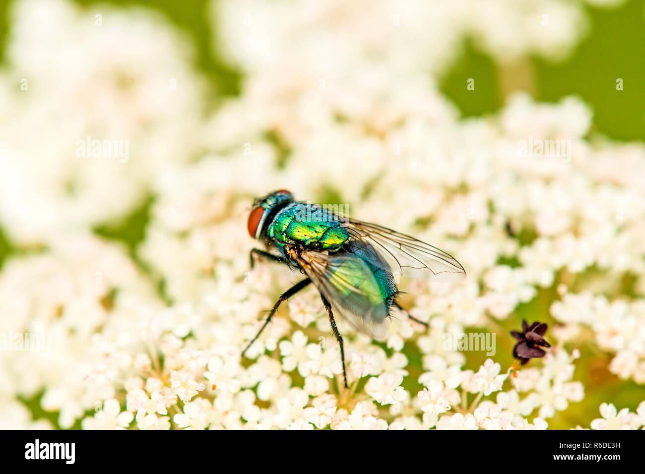 Fly On A Wild Carrot Flower Stock Photo Alamy