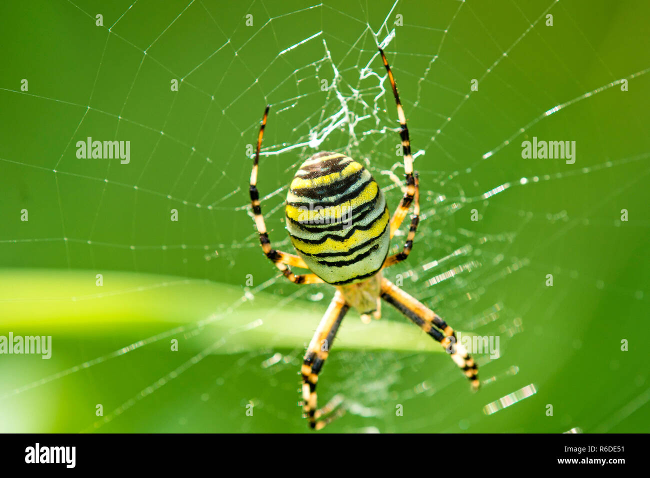 Wasp Spider, Male Spider In Its Web Stock Photo - Alamy