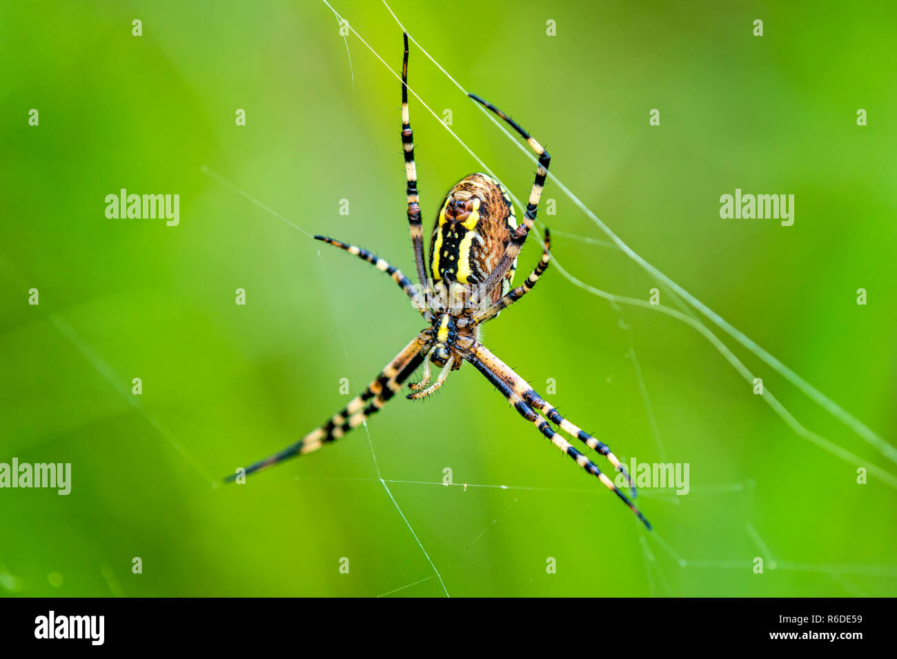 Wasp Spider, Male Spider In Its Web Stock Photo