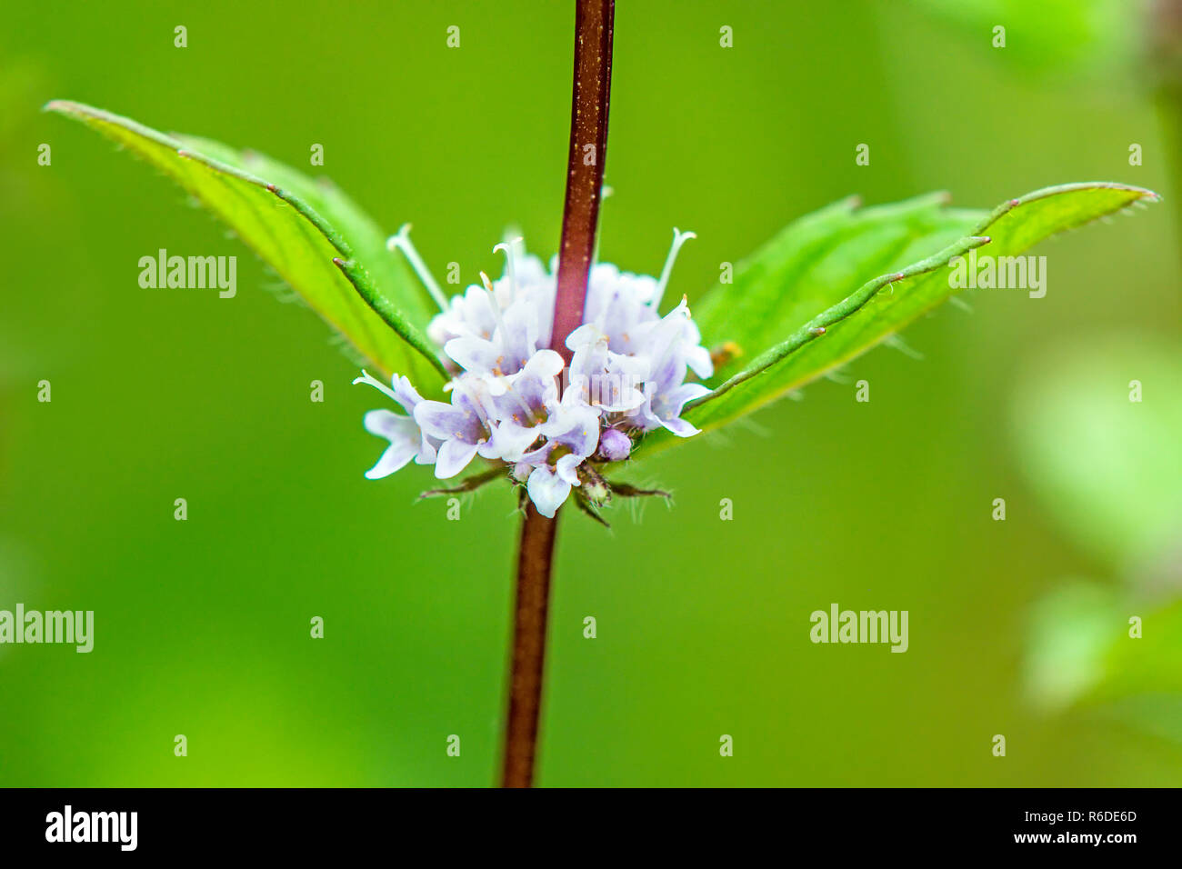 Peppermint, Pennyroyal With Flower Stock Photo - Alamy