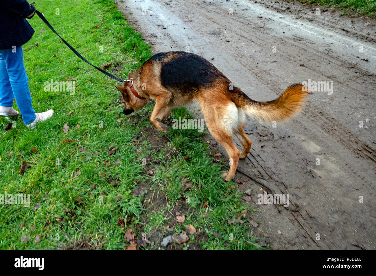 German shepherd trail dog outlet