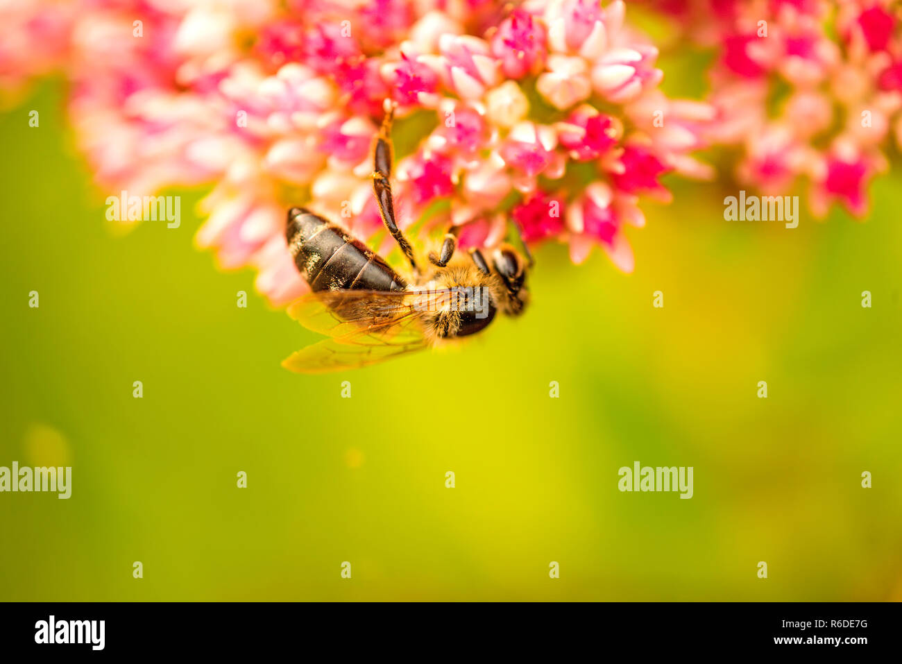 Bee On Flower Of Livelong Stock Photo