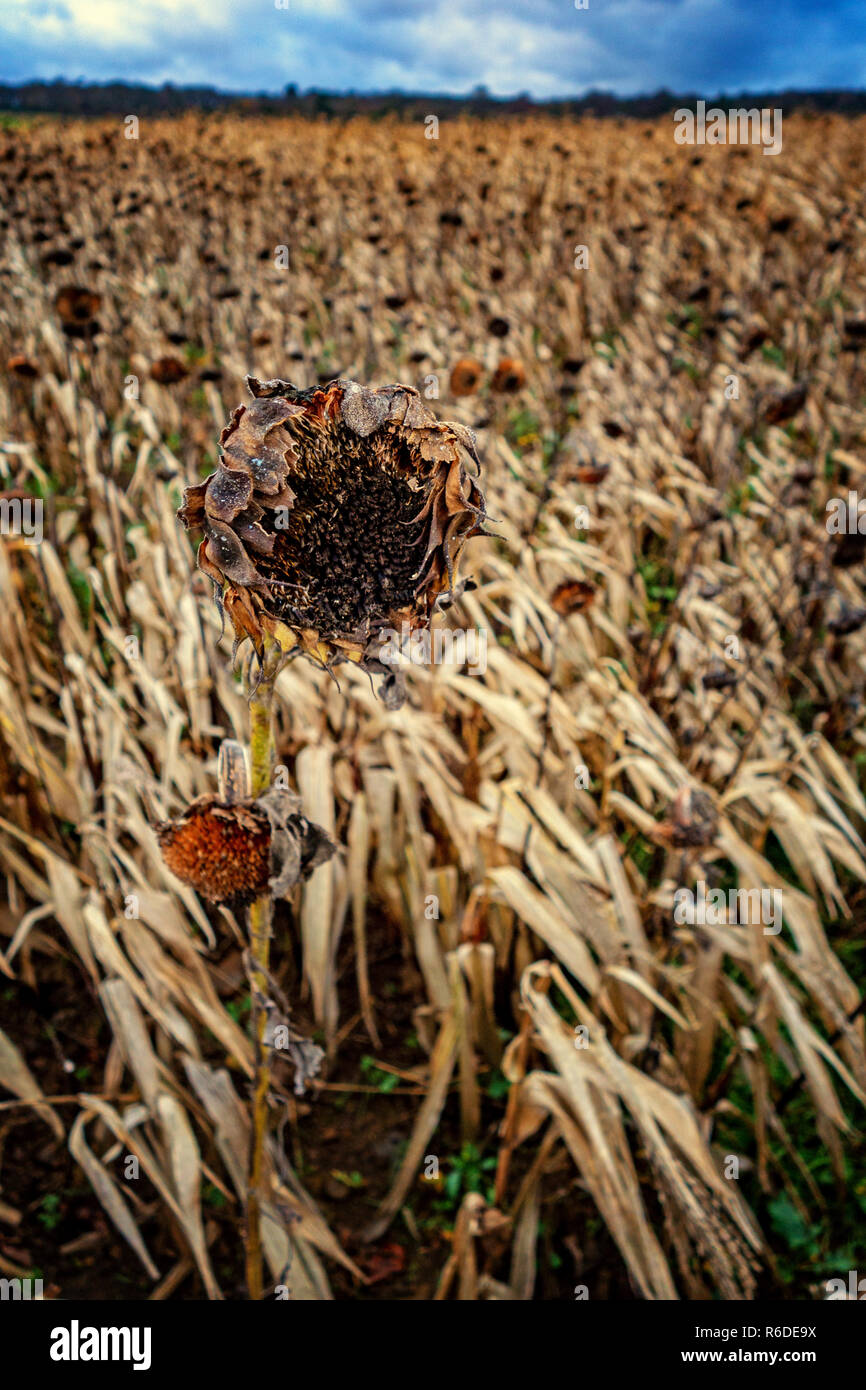Sunflower Head Dying Stock Photos & Sunflower Head Dying Stock Images Alamy