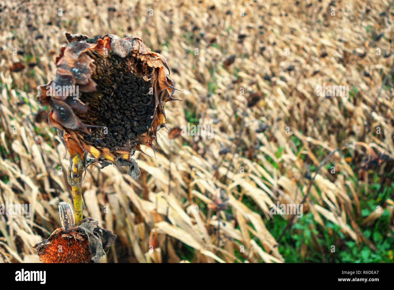 Field of dying sunflowers hires stock photography and images Alamy