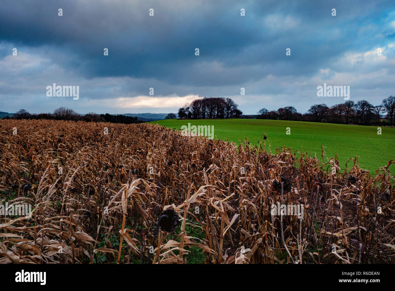 A field of dead Sunflowers in the foreground on the Pennine Way near Barnsley, England on a Stormy winters day Stock Photo