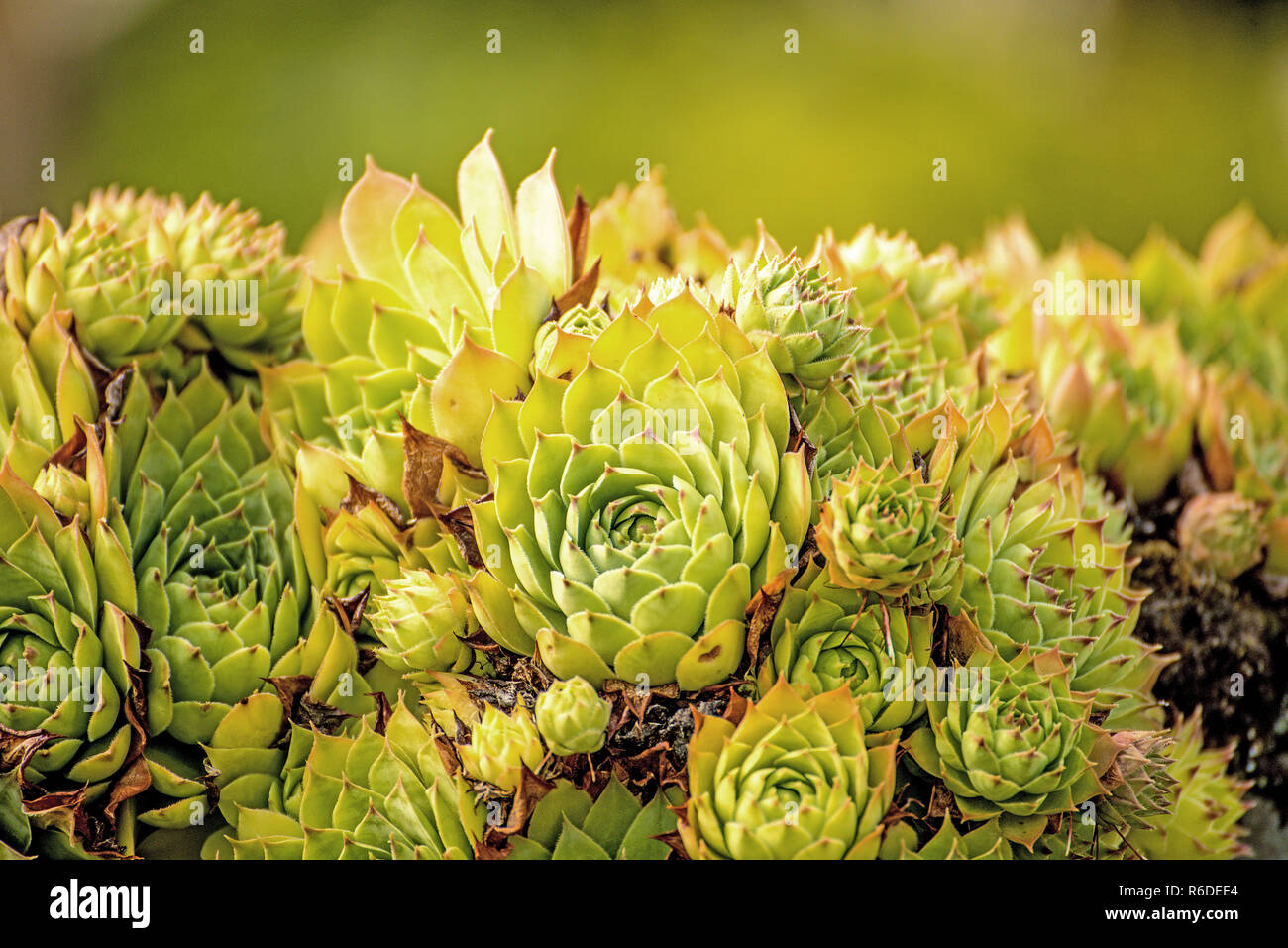 Closeup plants hi-res stock photography and images - Alamy