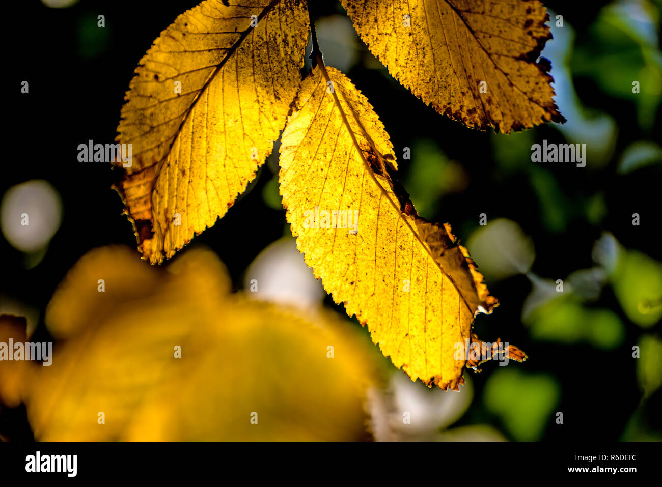 Aged beech trees hi-res stock photography and images - Alamy