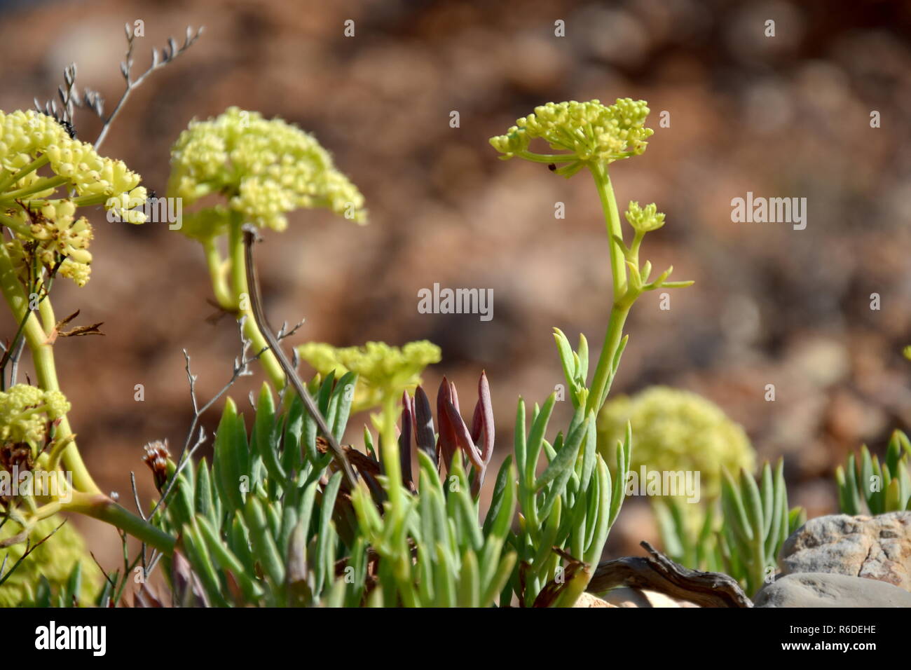 Closeup Of Yellow Green Rockery Plants Also Known As Stonecrops On