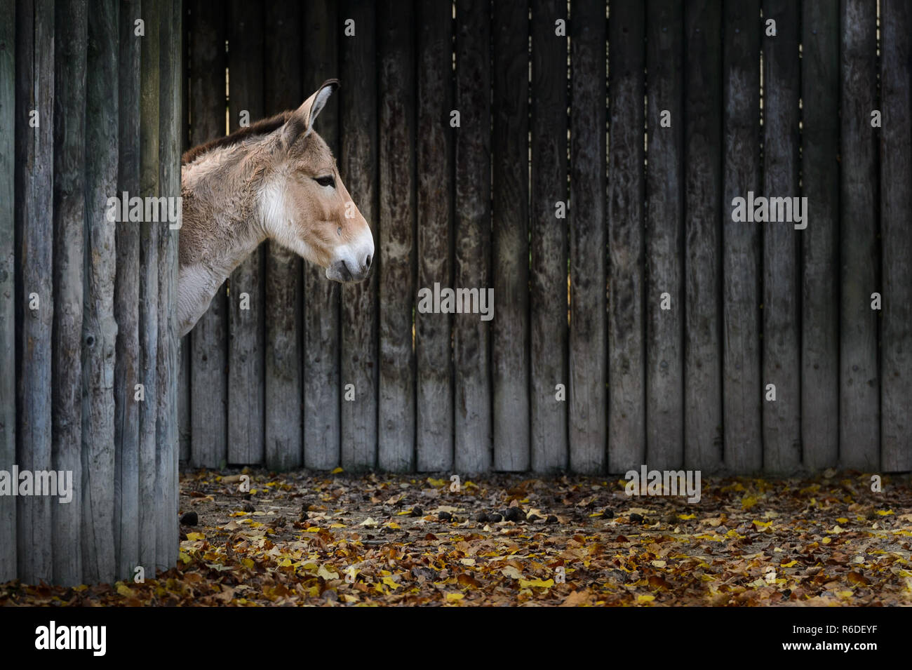 onager is in autumn leaves Stock Photo