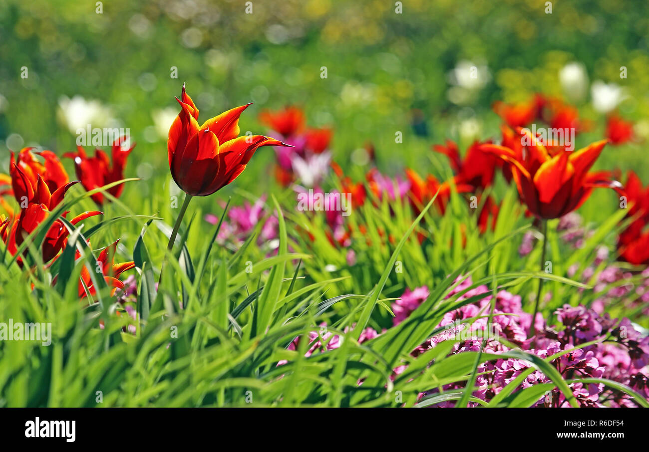 lily-flowered tulip tulipa queen of sheba Stock Photo