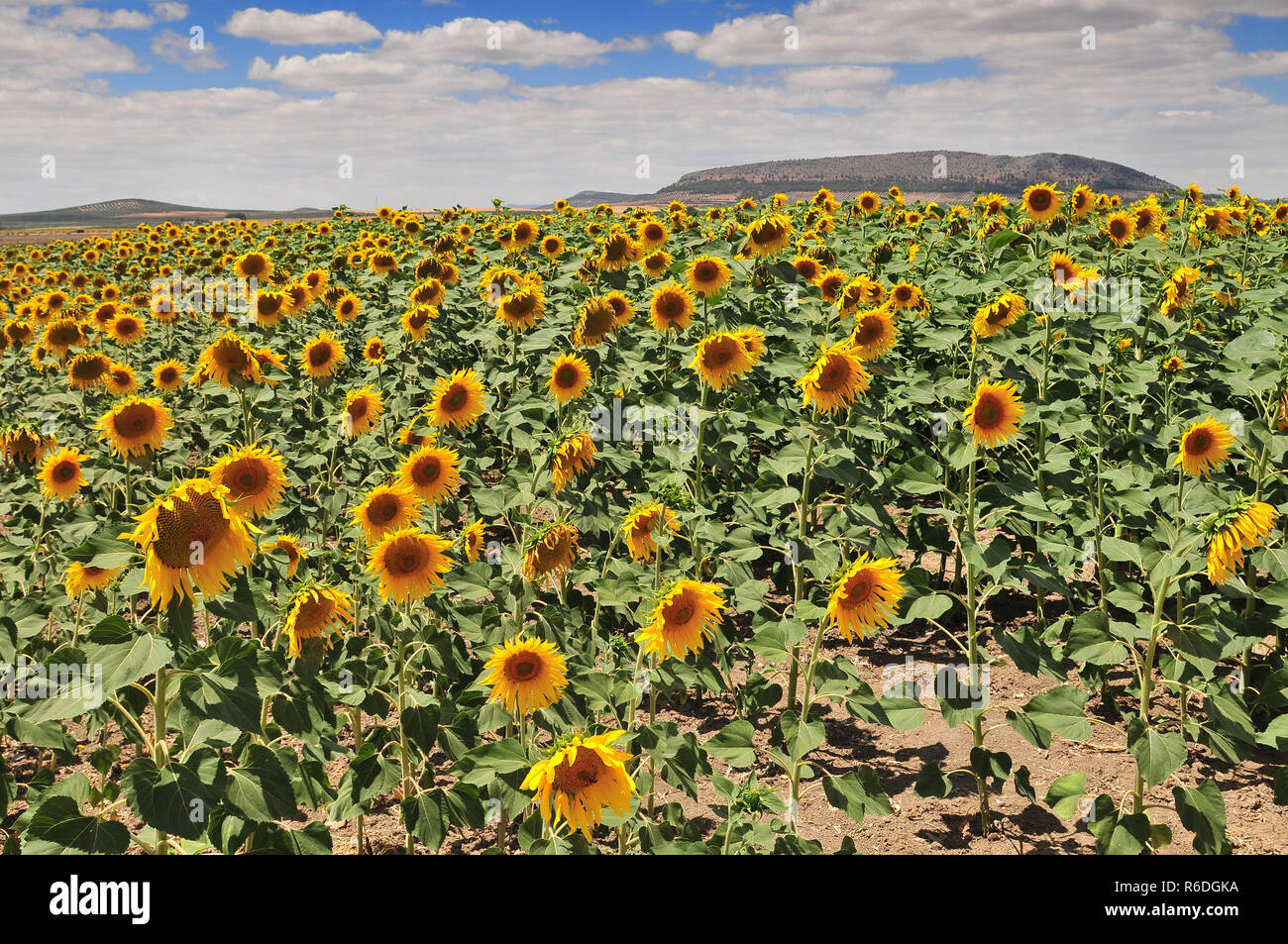 Sunflower Field (Helianthus Annuus), Costa De La Luz, Cádiz Province, Andalusia, Spain Stock Photo