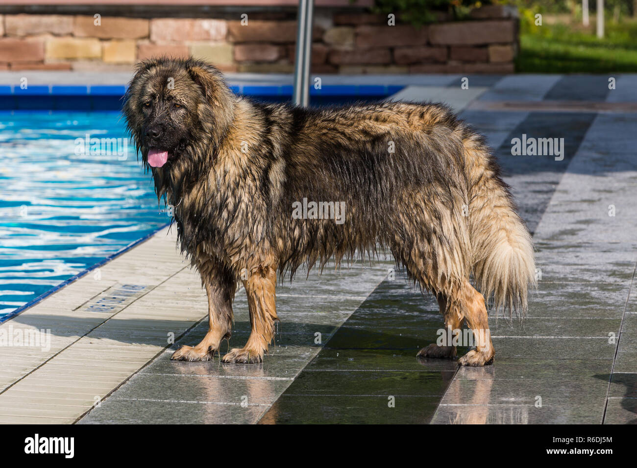 Groaÿer Leonberger Hund Stock Photo Alamy