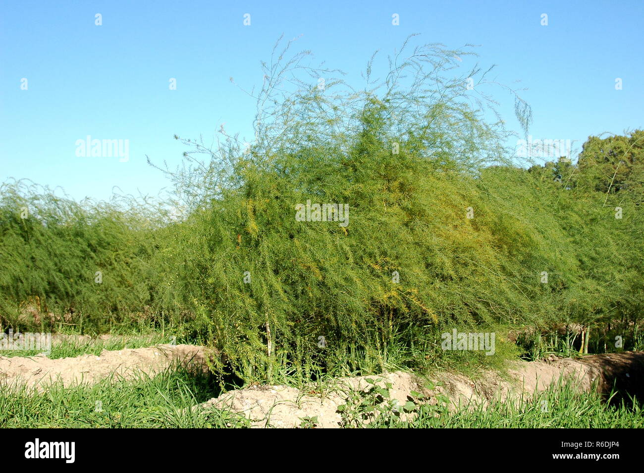 asparagus herb in october Stock Photo