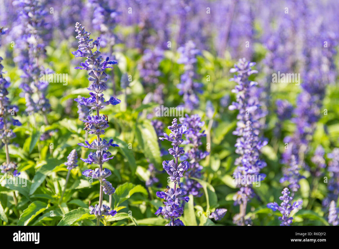 Blue Salvia flowers blooming in the garden Stock Photo