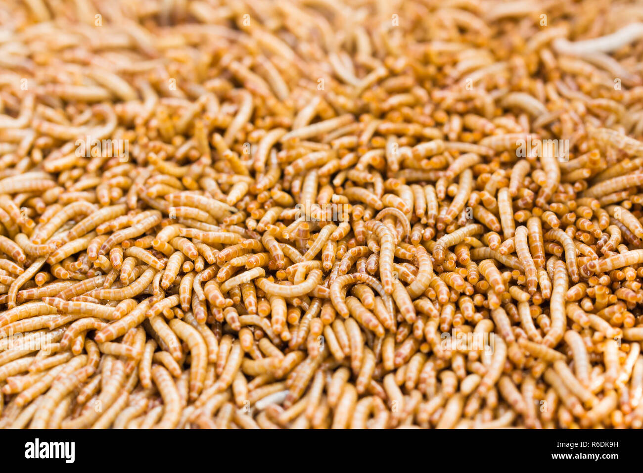 Mealworm dish hires stock photography and images Alamy