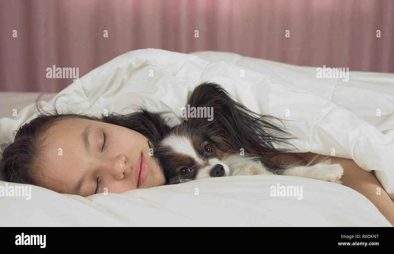 Beautiful teen girl sleeping sweetly in bed with Papillon dog Stock ...