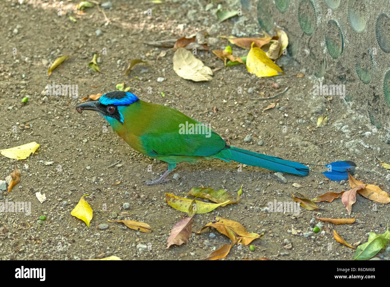 Blue Crowned Motmot Feeding on the Ground Stock Photo