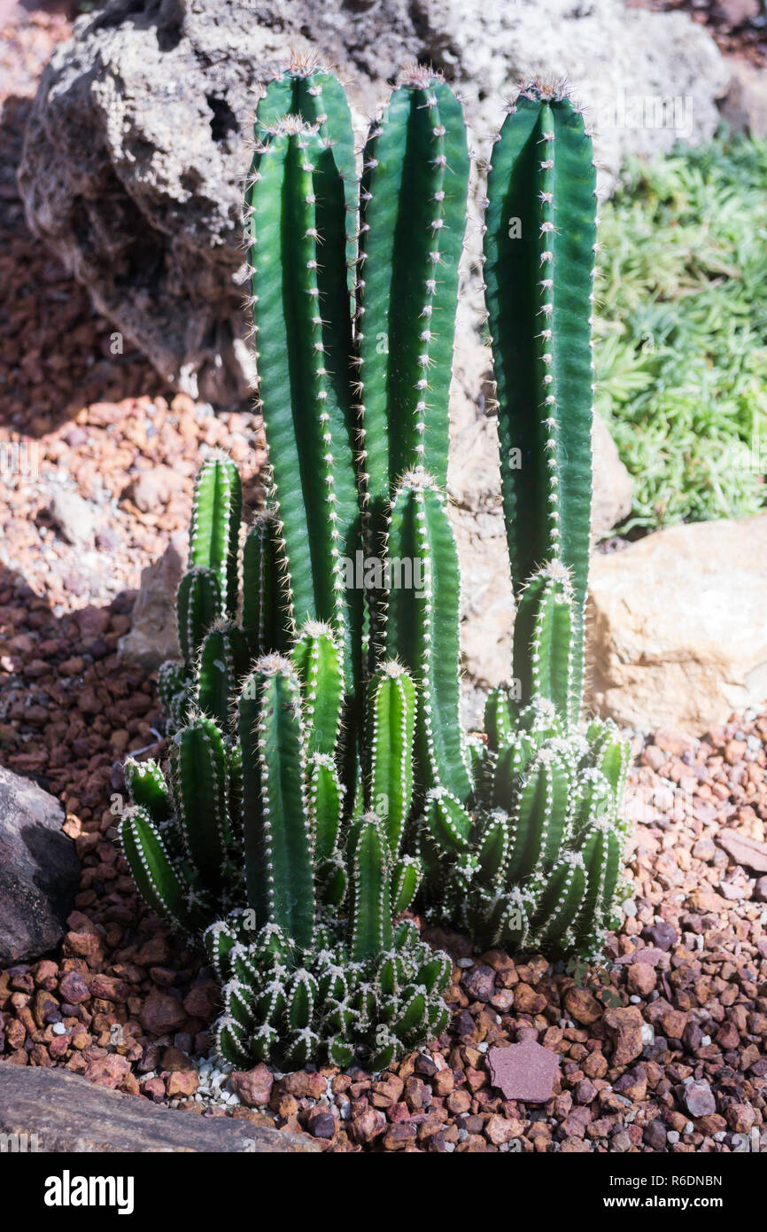 Group of succulents and cactus growing Stock Photo - Alamy