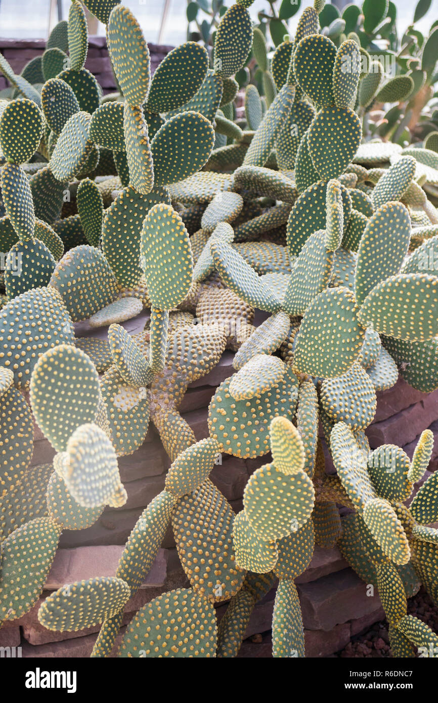 Group of succulents and cactus growing Stock Photo - Alamy