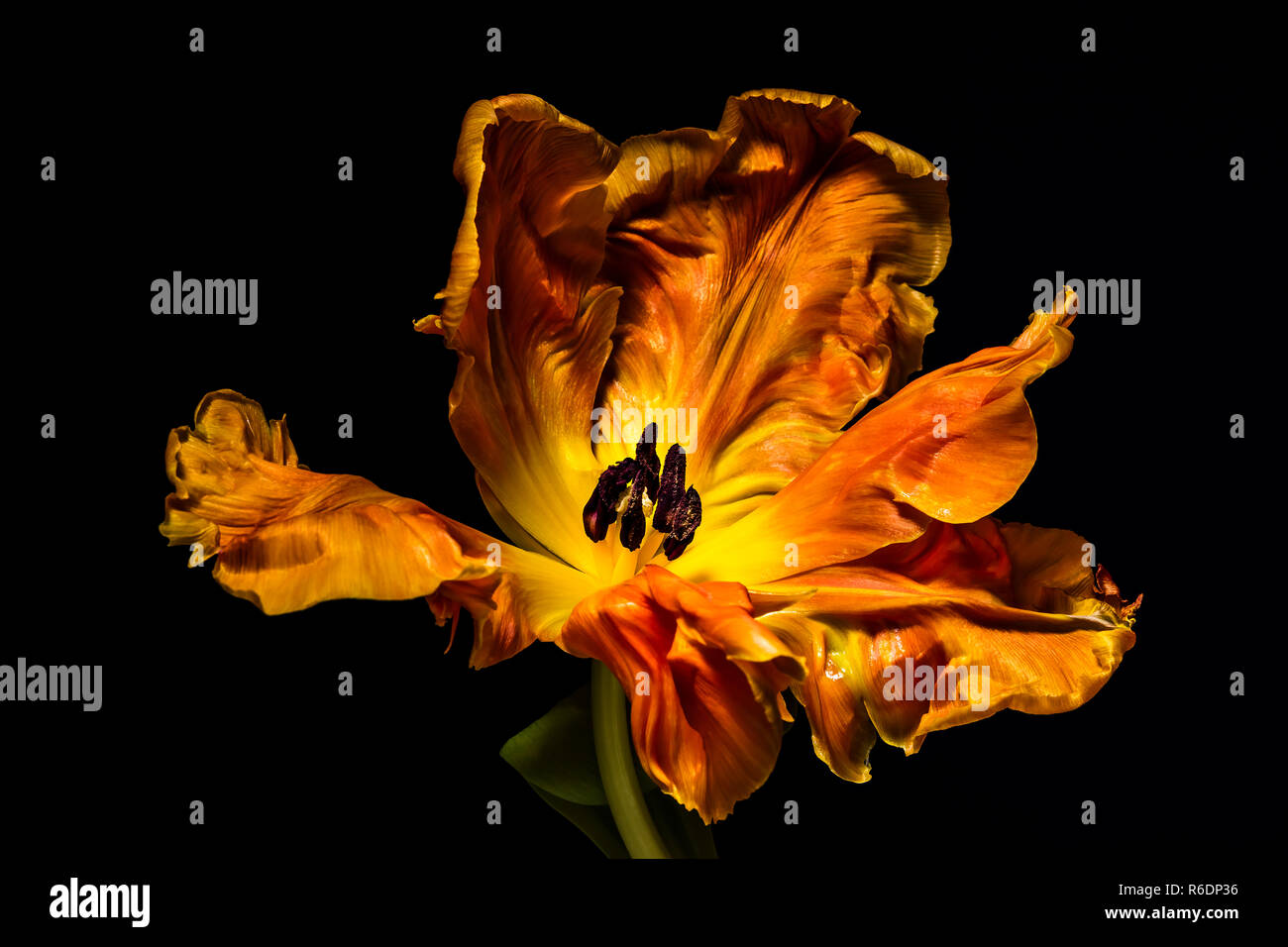 blossom of a parrot tulip Stock Photo - Alamy