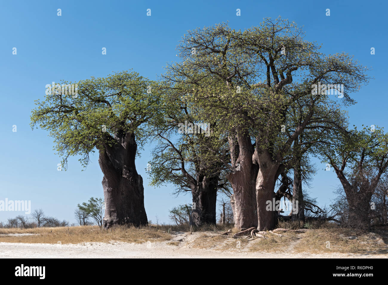 Baines baobab from Nxai Pan National Park, Botswana. Stock Photo