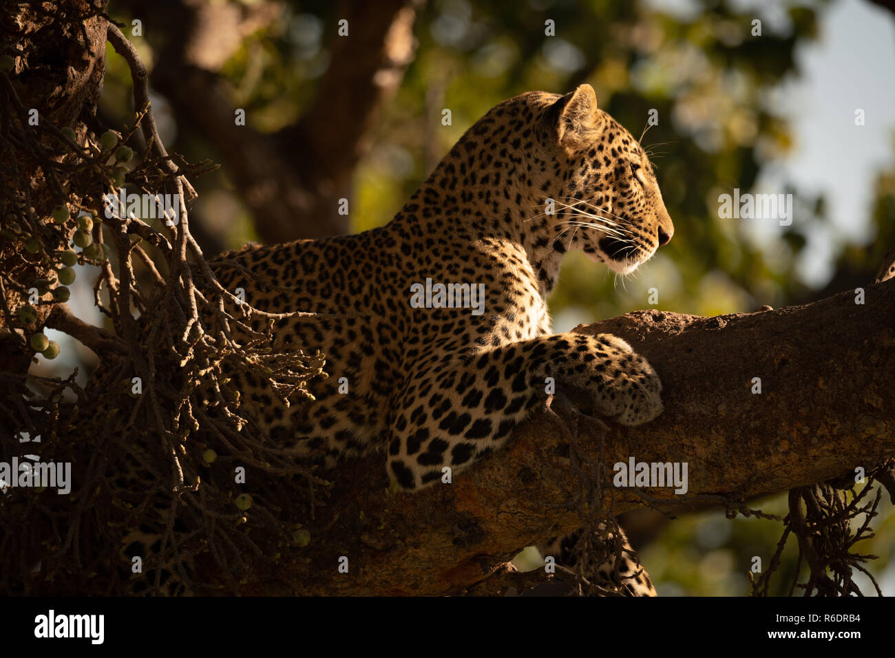 Leopard lying in tree with head raised Stock Photo - Alamy